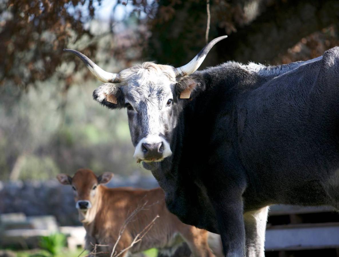 Masseria San Paolo Grande オストゥーニ エクステリア 写真